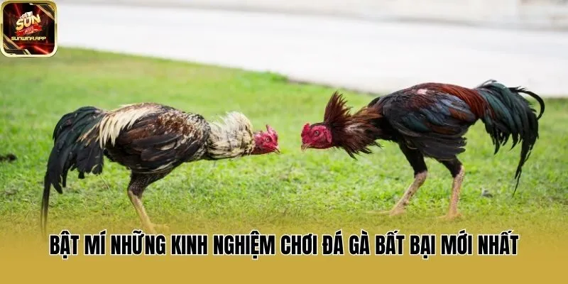 Bật mí những kinh nghiệm chơi đá gà bất bại mới nhất