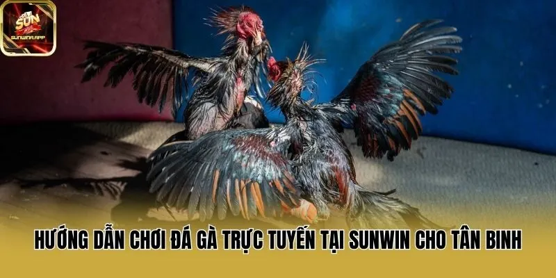 Hướng dẫn chơi đá gà trực tuyến tại Sunwin cho tân binh