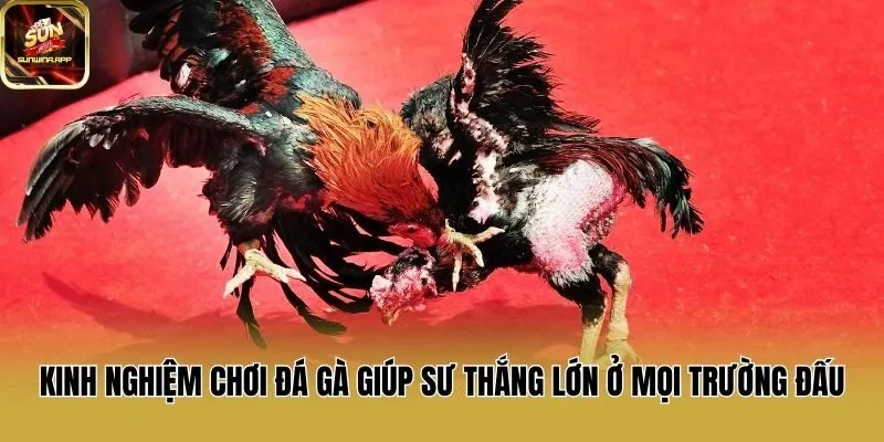 Kinh Nghiệm Chơi Đá Gà Giúp Sư Thắng Lớn Ở Mọi Trường Đấu