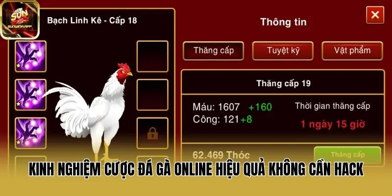 Kinh nghiệm cược đá gà online hiệu quả không cần hack